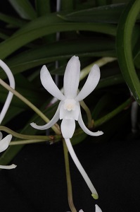 Neo. falcata 'Perfection' AM 81 pts.